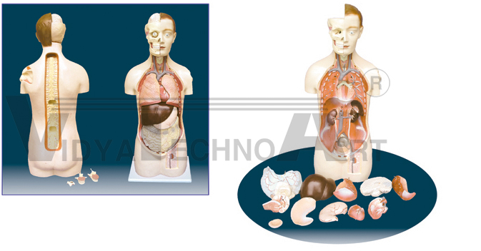 The model of unisex torso with head